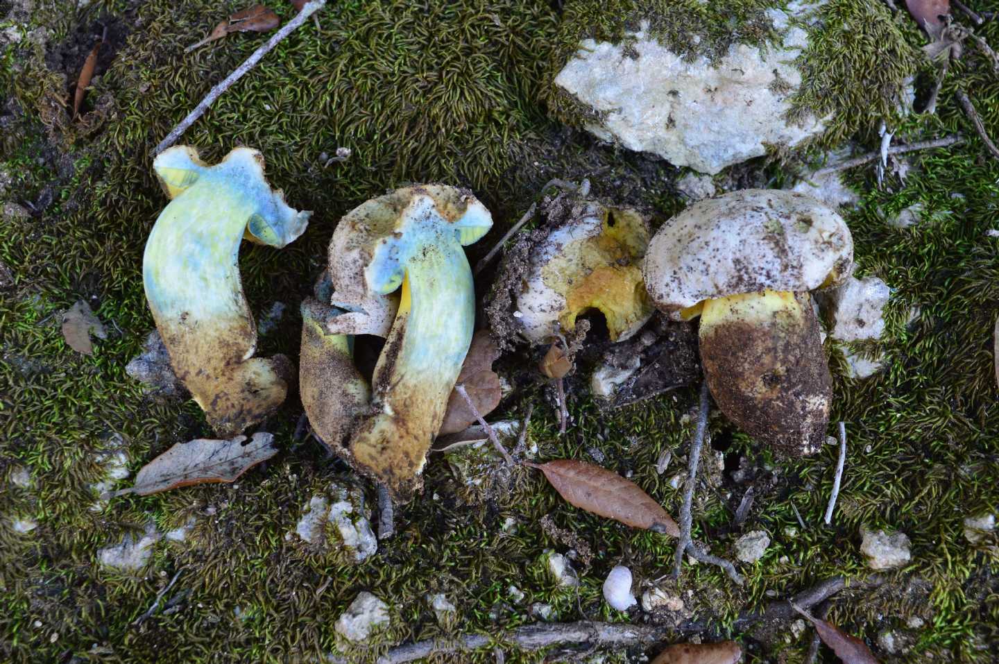 Id Boletus1 15/05