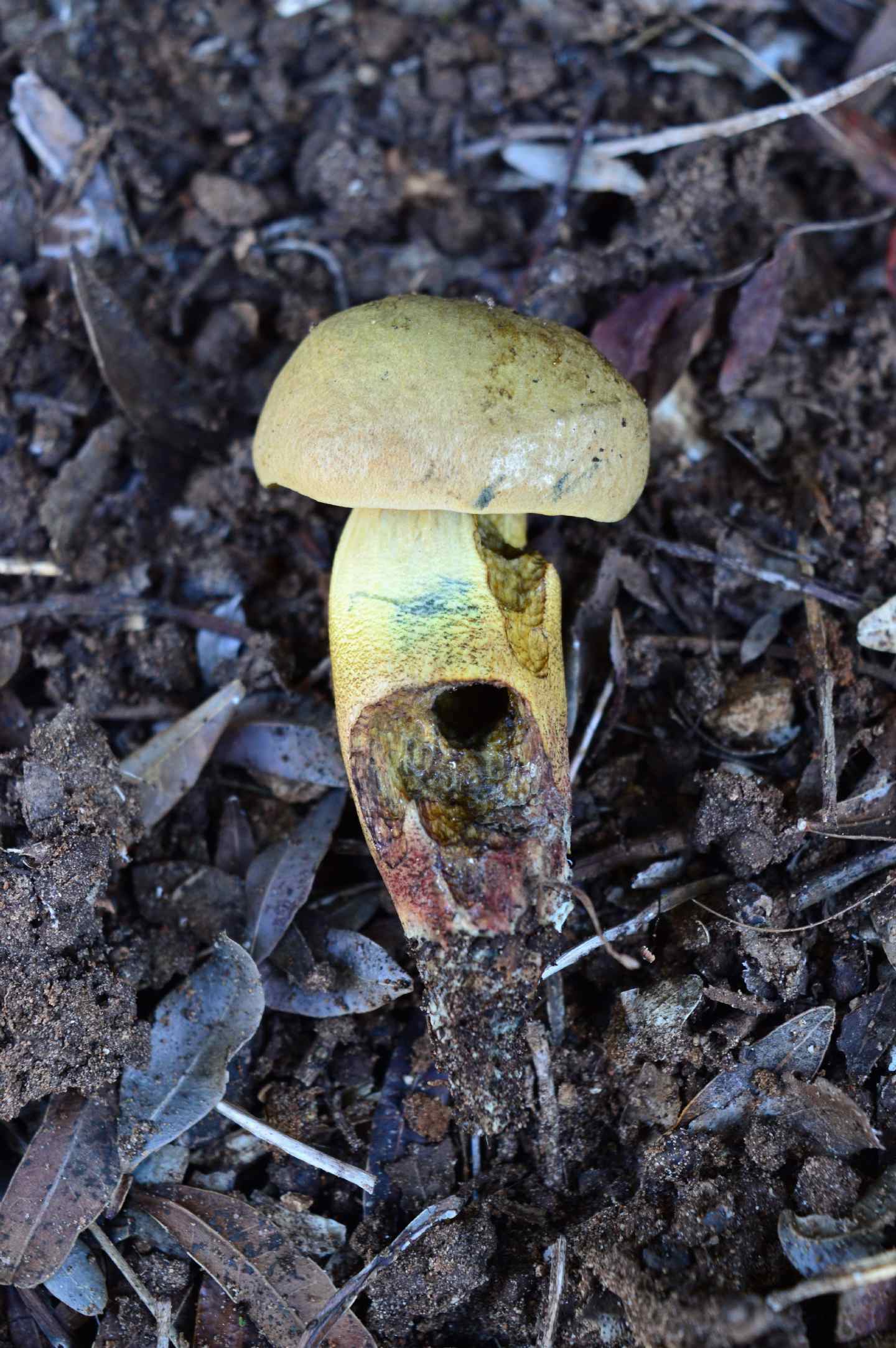 Id Boletus2 15/09