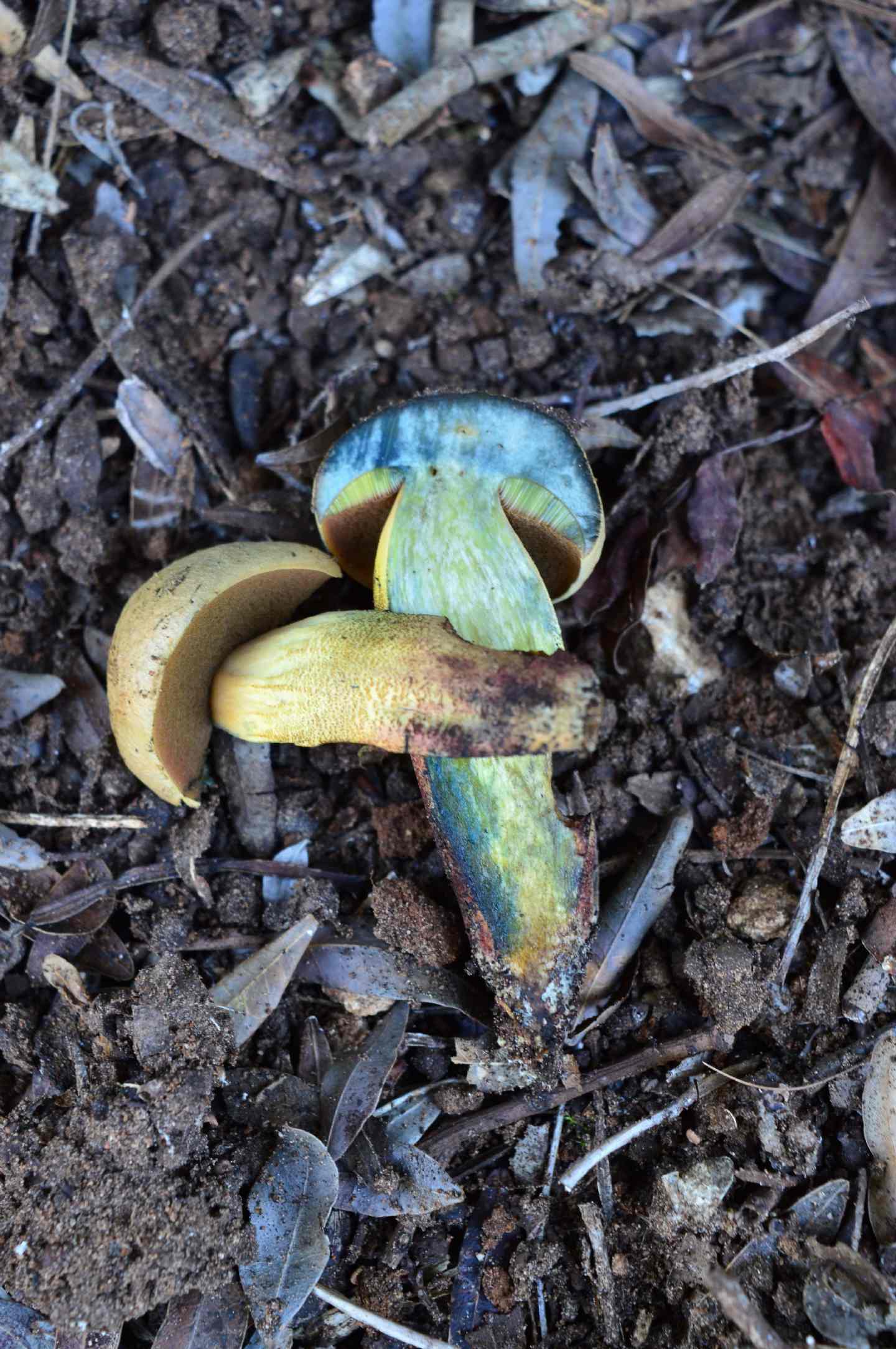 Id Boletus2 15/09