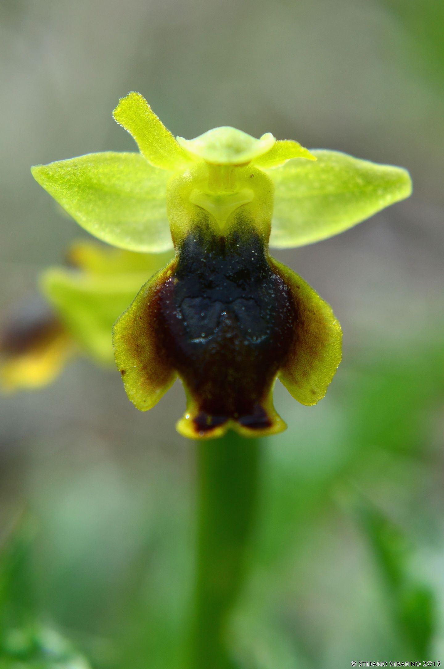 Ophrys da determinare  28 03 2015