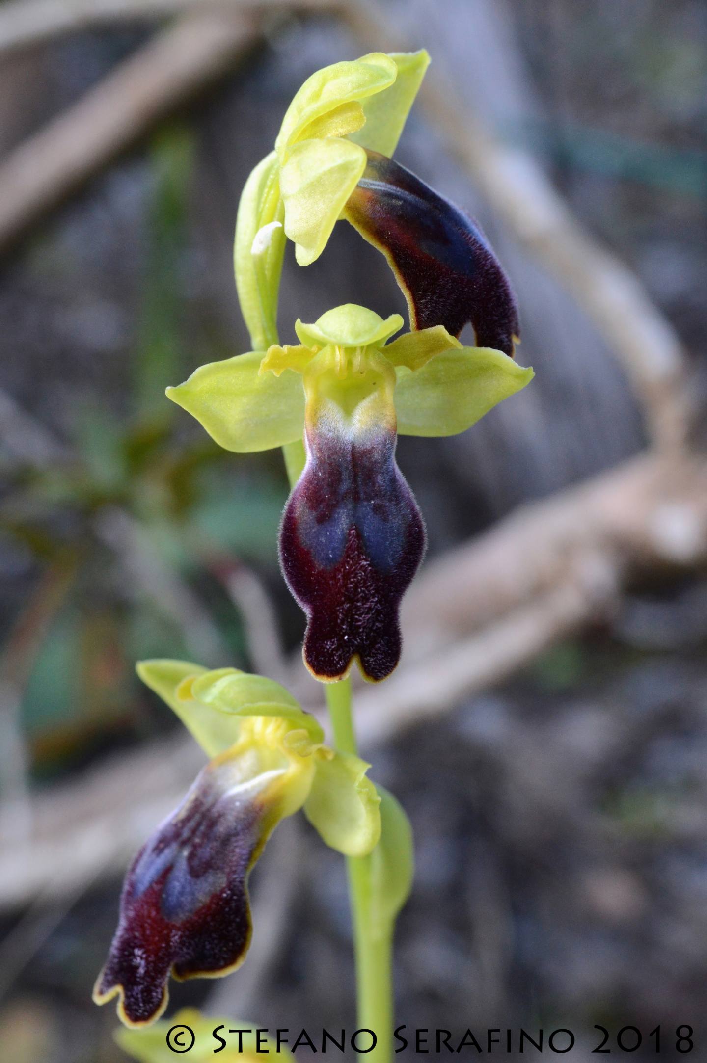 Ophrys lojaconoi e Ophrys iricolor subsp. eleonorae