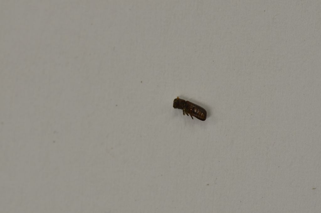coleottero da identificare:  cfr. Bostrichidae