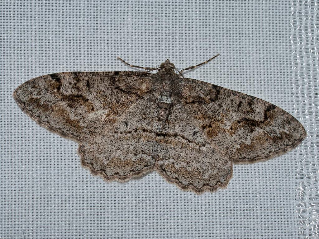 Maschio di Alcis repandata?