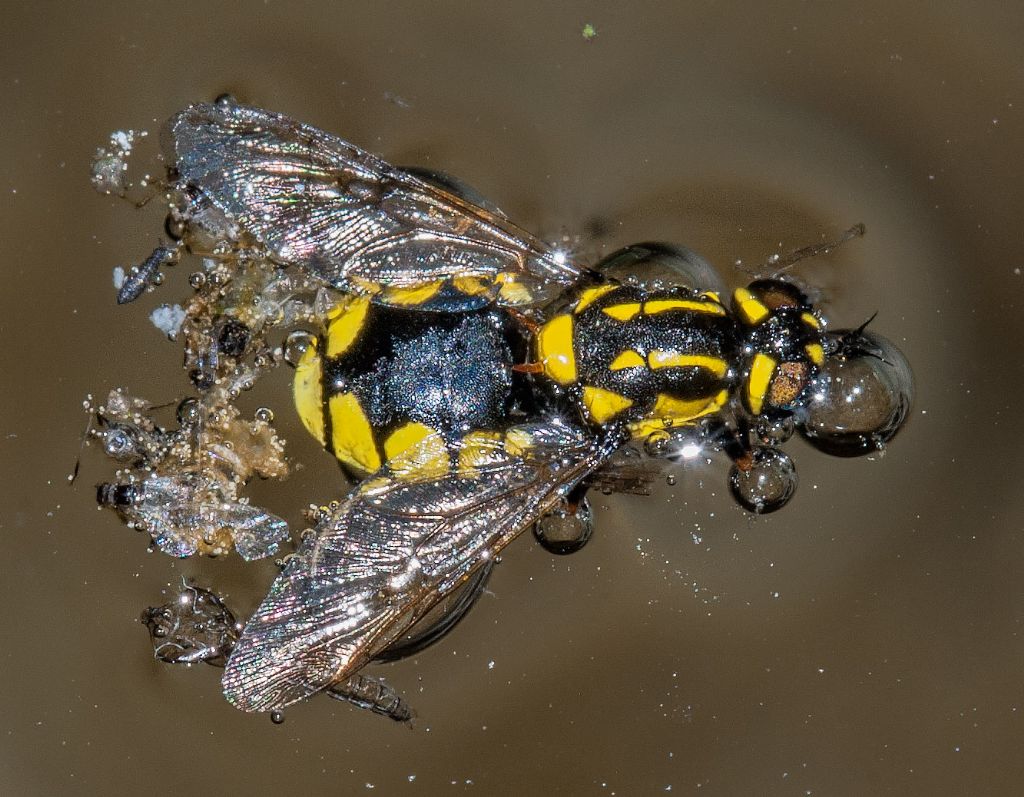 Stratiomyidae: Oxycera?