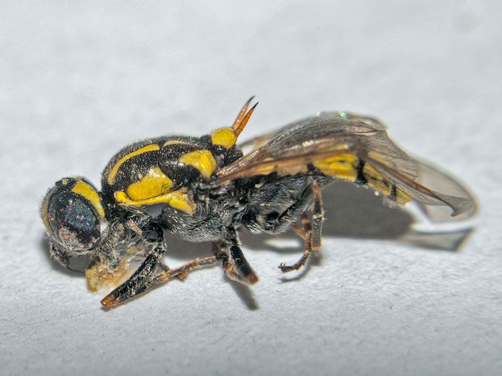 Stratiomyidae: Oxycera?