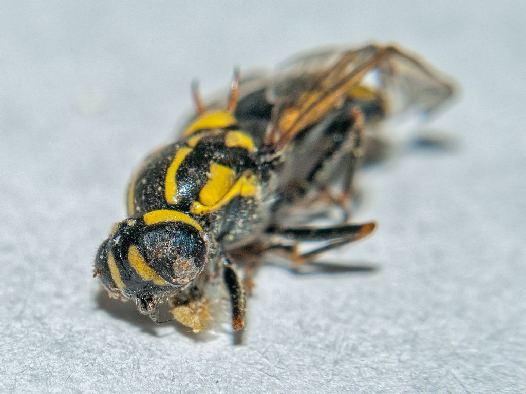 Stratiomyidae: Oxycera?