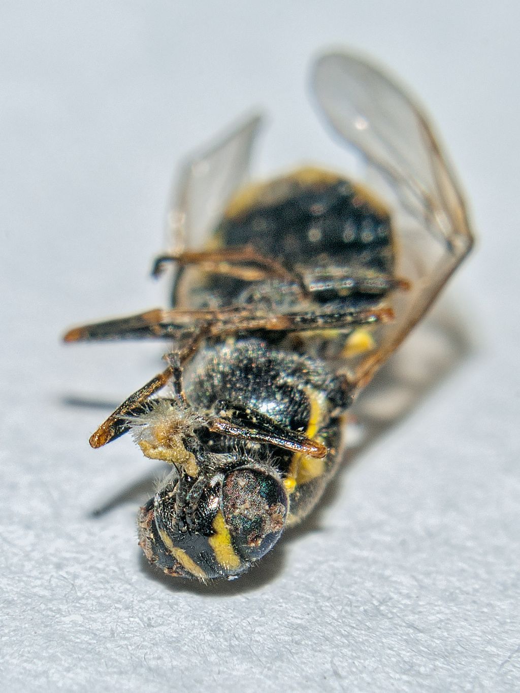 Stratiomyidae: Oxycera?