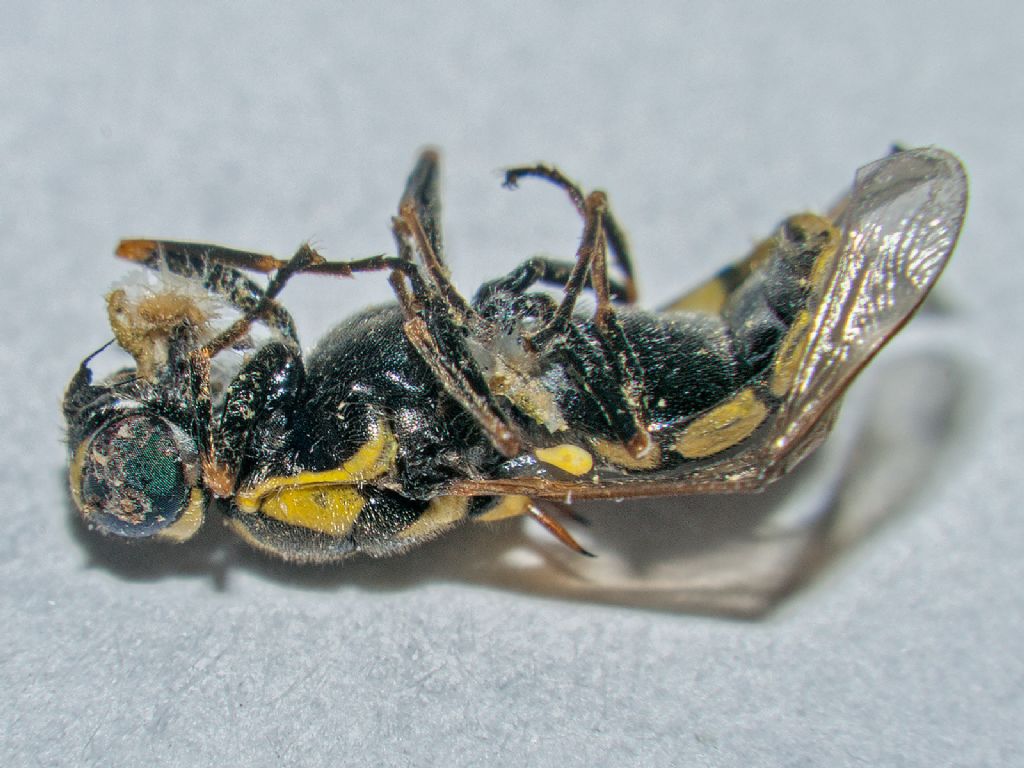 Stratiomyidae: Oxycera?