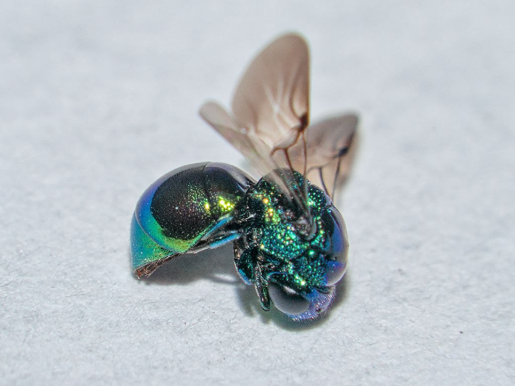 Chrysididae: Omalus aeneus?