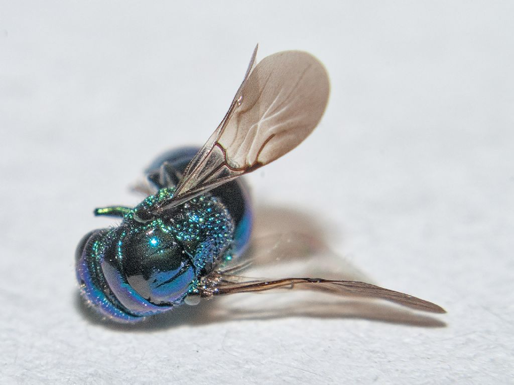 Chrysididae: Omalus aeneus?