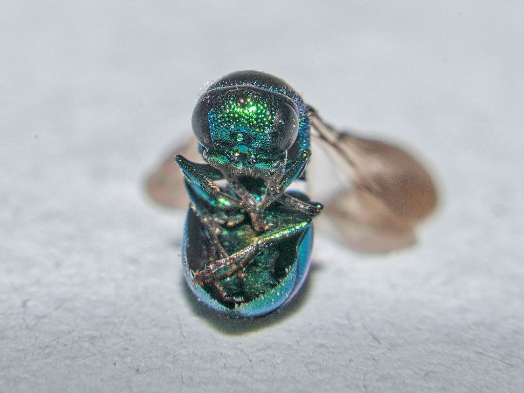 Chrysididae: Omalus aeneus?