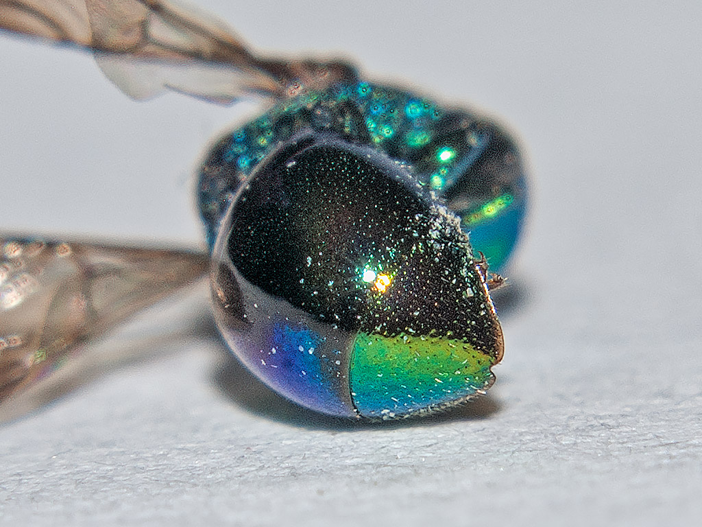 Chrysididae: Omalus aeneus?