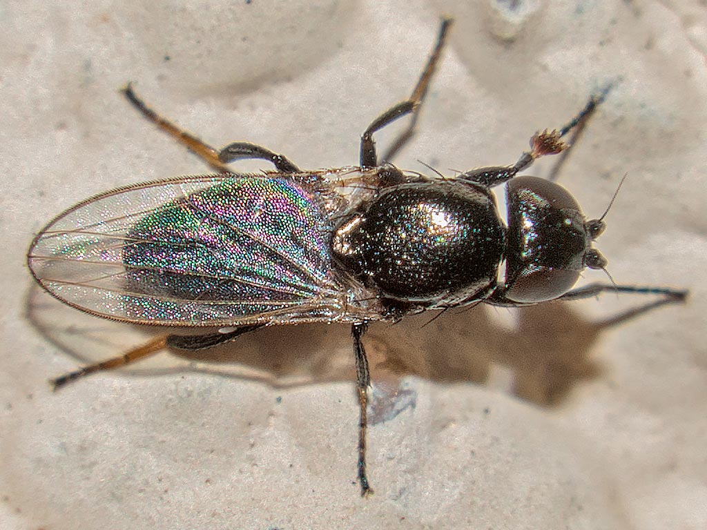Milichiidae???