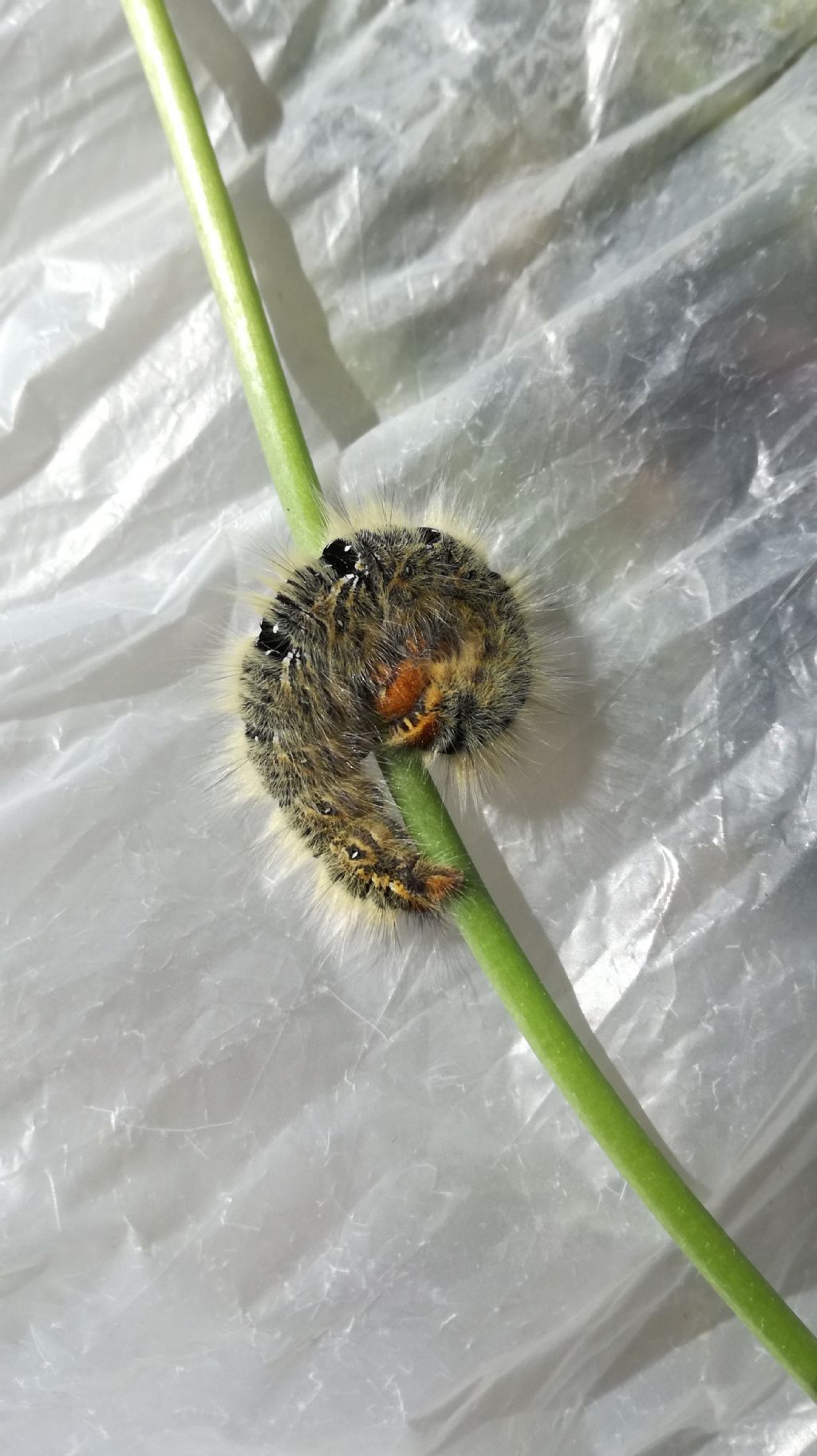 Bruco da identificare: Lasiocampa trifolii