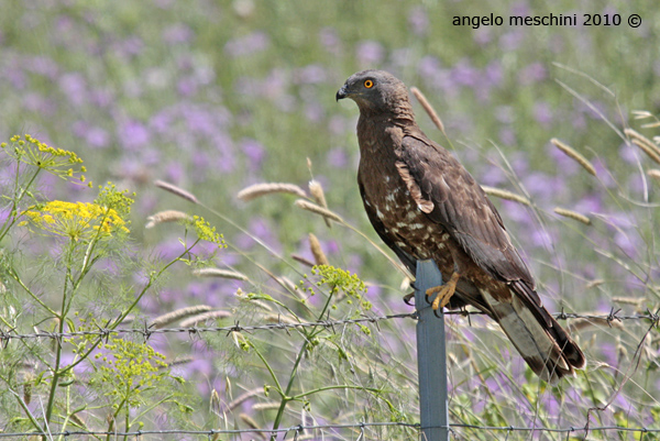 Falco pecchiaiolo - Pernis apivorus