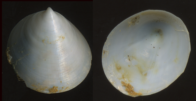 Addissonia lateralis (Requien, 1848)=Addisonia excentrica