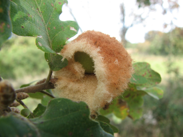 Galle di Andricus theophrasteus e di A. caputmedusae su Quercus macrolepis