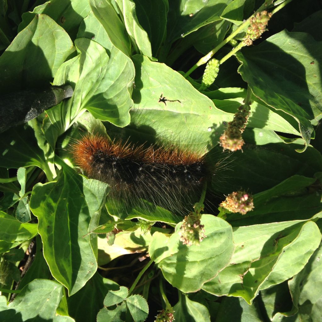 Bruco da ID - Arctia caja, Erebidae Arctiinae