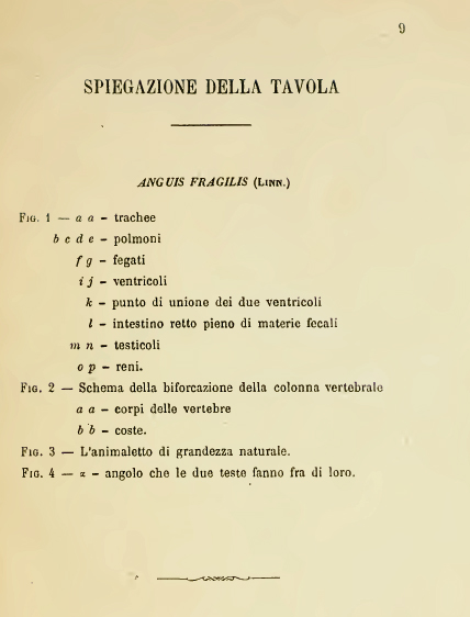 Antico orbettino a 2 teste