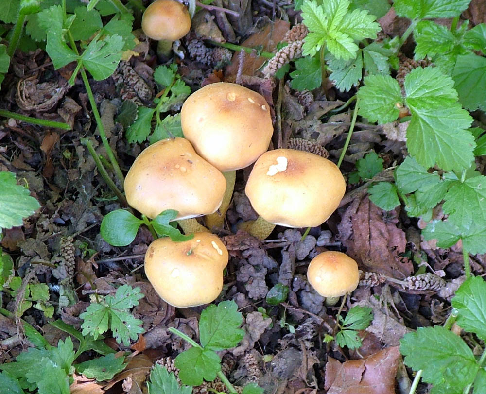funghi sotto albero