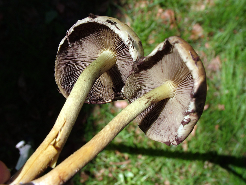 funghi sotto albero