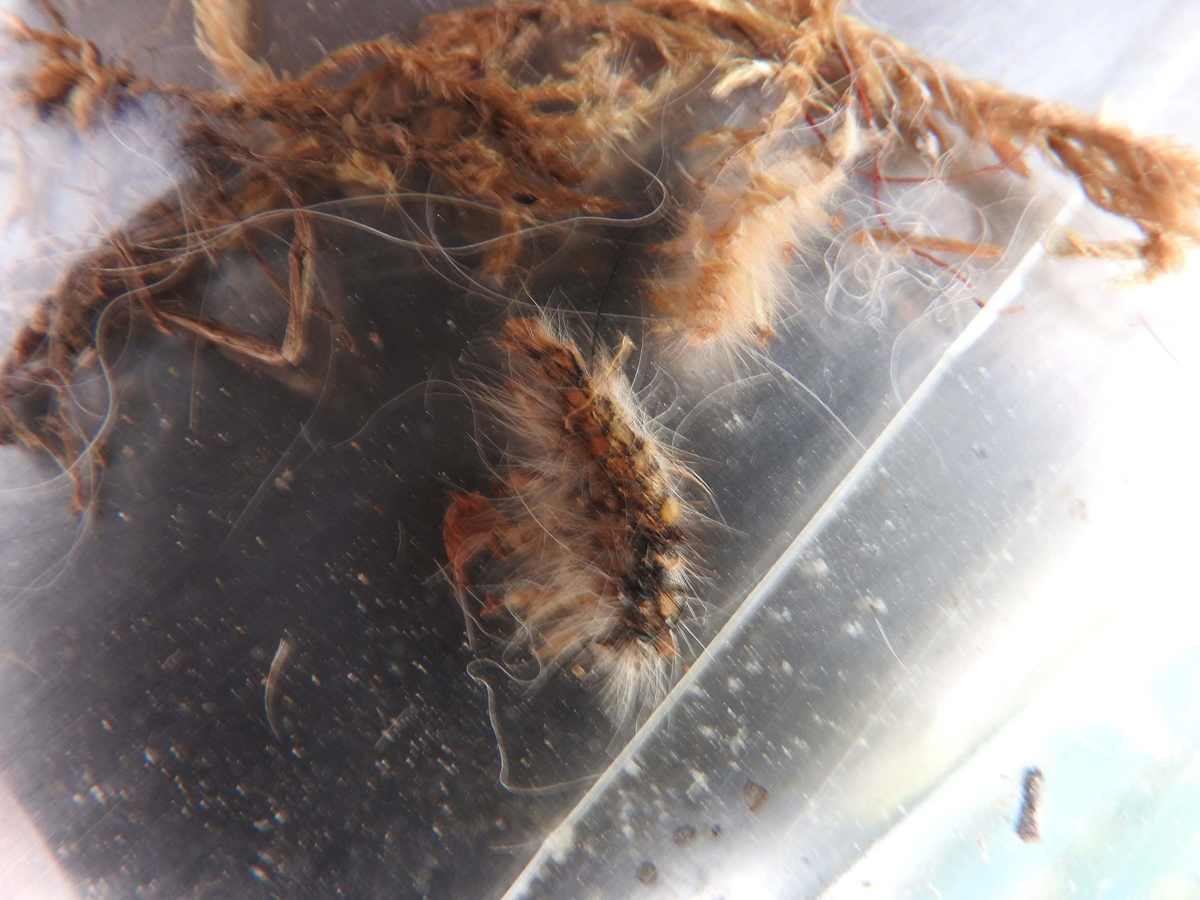 bruchi in nidi di uccello