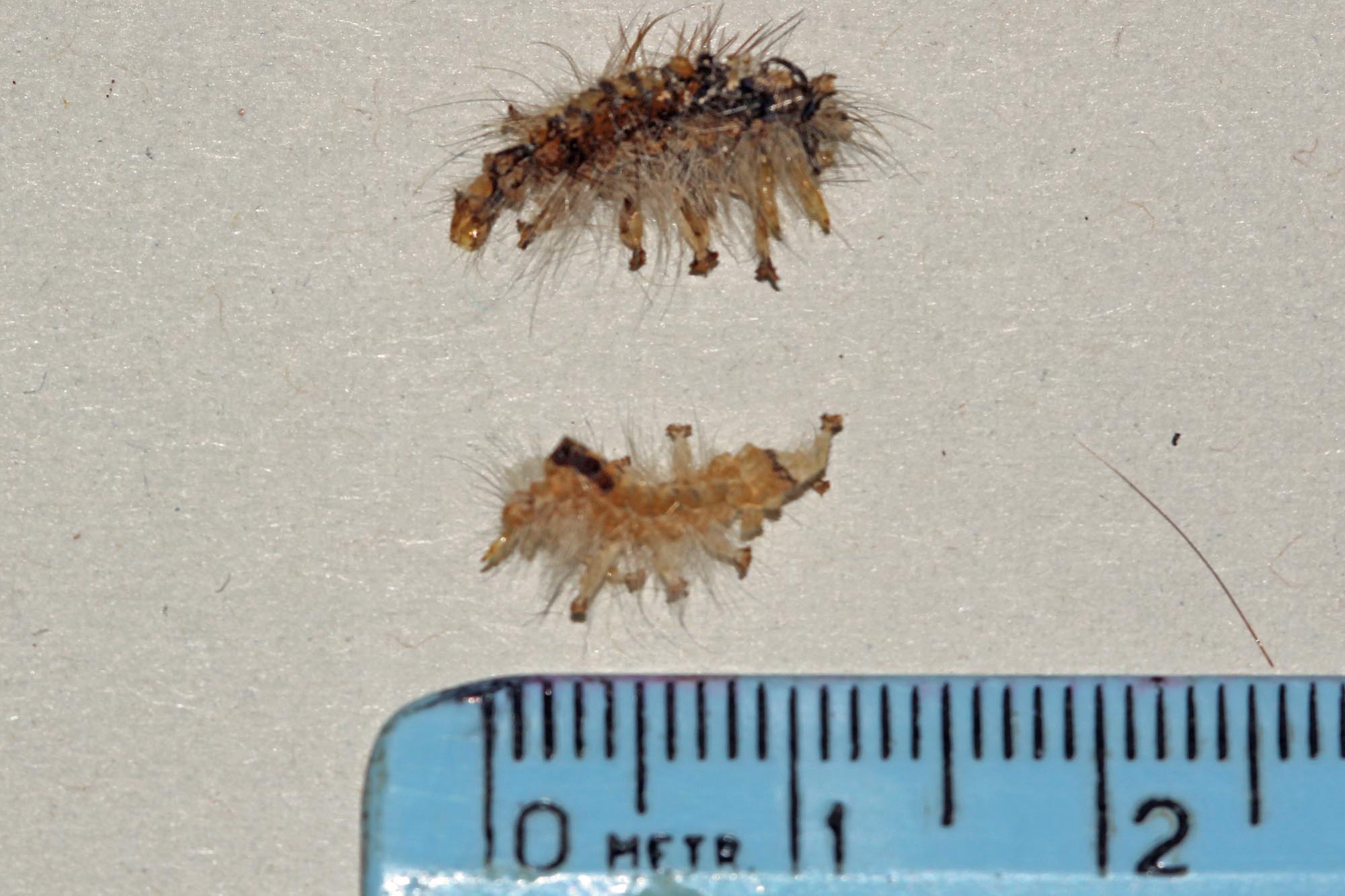 bruchi in nidi di uccello