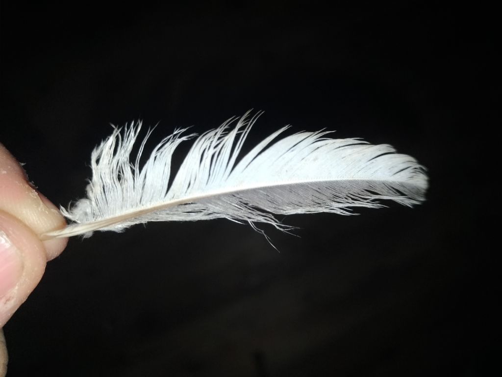 Penna bicolore