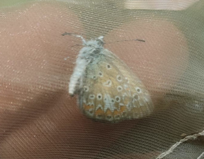 Polyommatus thersites?