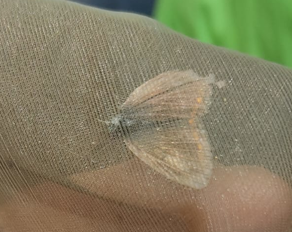 Polyommatus thersites?