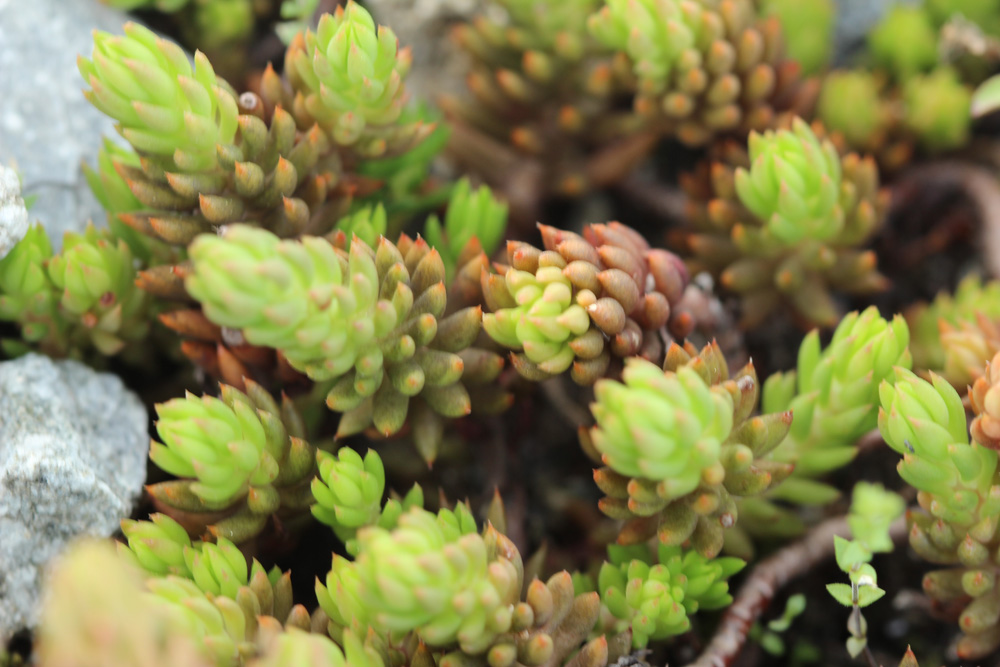 Sedum sp.