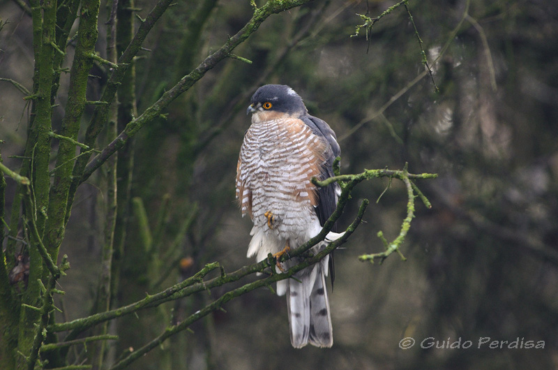 Sparviere - Accipiter nisus