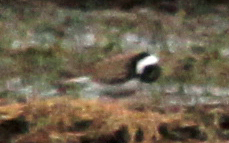 corrieri e limicolo da ID