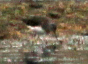 corrieri e limicolo da ID