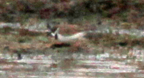 corrieri e limicolo da ID