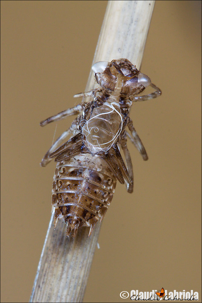 Scheda: Sympetrum striolatum