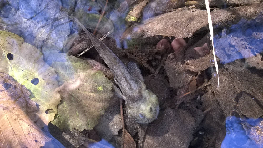 pesce di fondo fiume da identificare