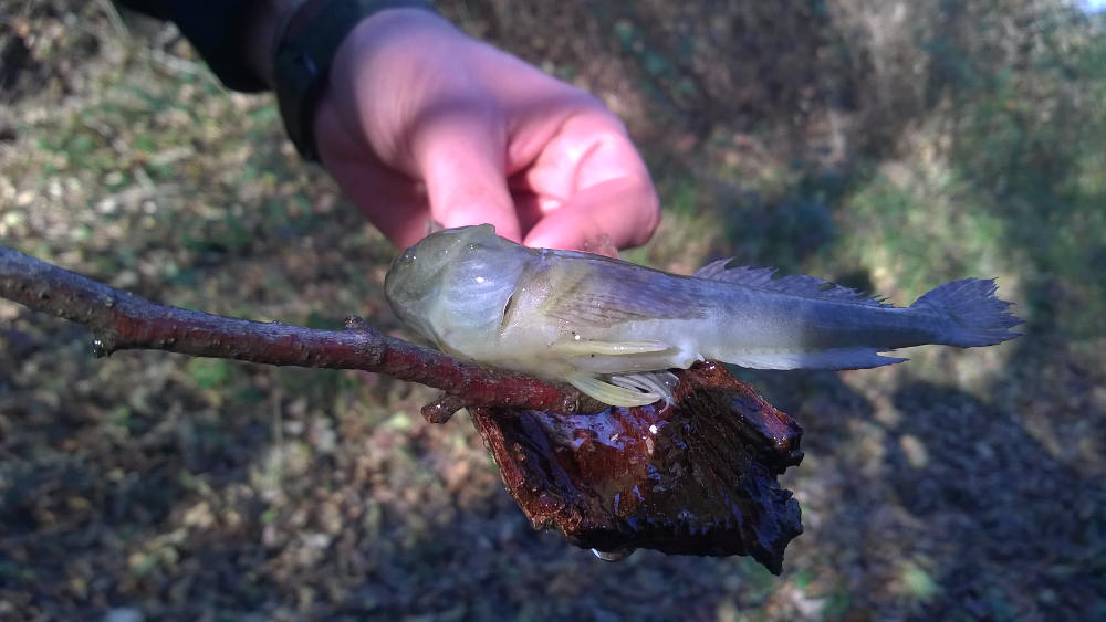 pesce di fondo fiume da identificare