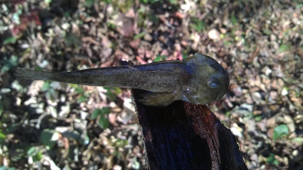 pesce di fondo fiume da identificare