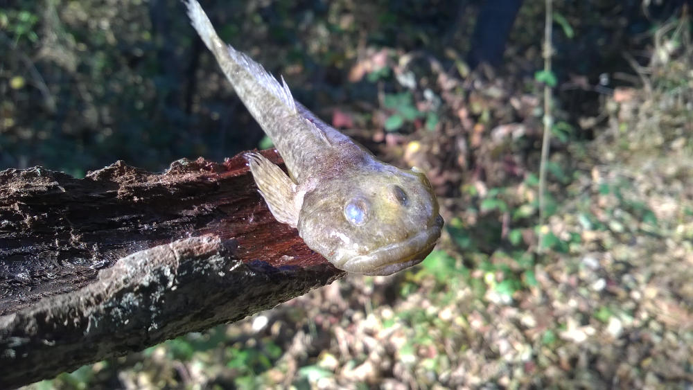 pesce di fondo fiume da identificare