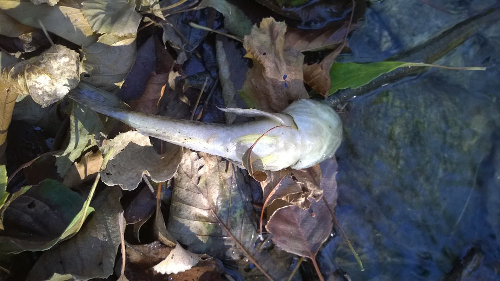 pesce di fondo fiume da identificare