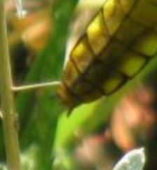Libellula depressa M&F ?