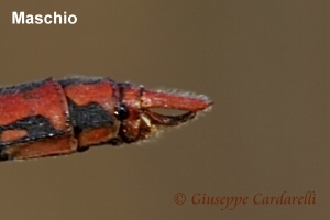 Scheda: Sympetrum fonscolombii