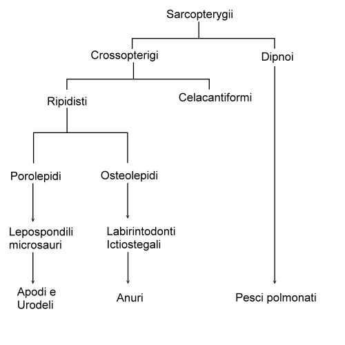 Celacanto e Anfibi: non  lui l''antenato