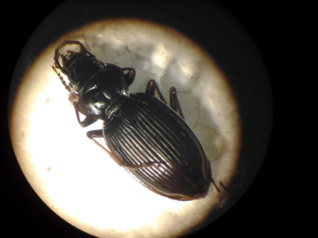 Mi aiutate a riconoscerlo??? (Carabidae)