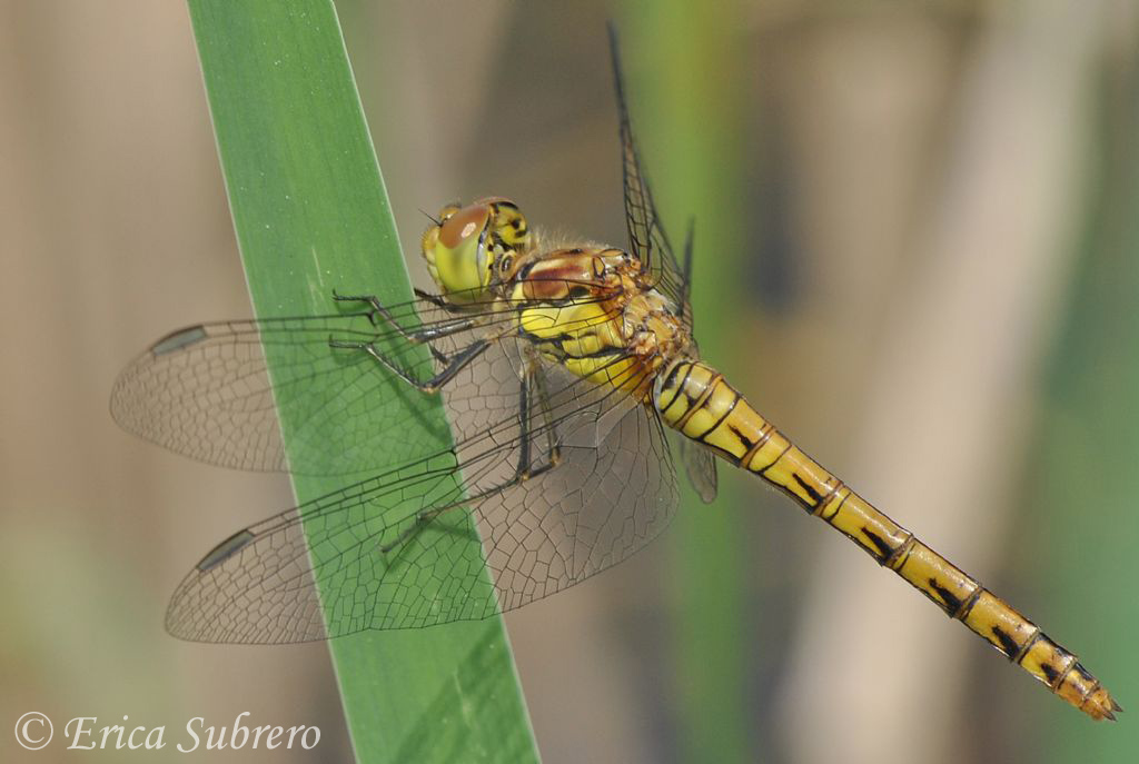 Scheda: Sympetrum striolatum