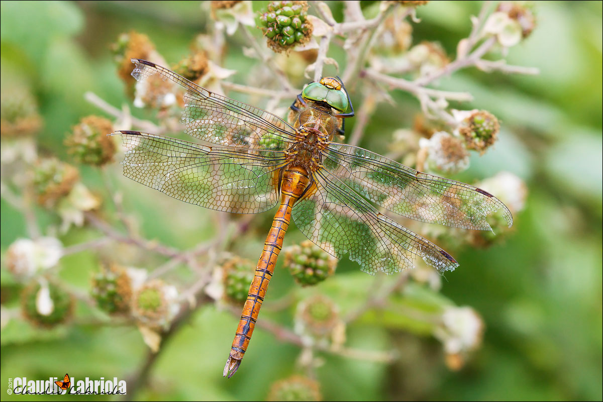 Aeshna isosceles - Aeshnidae
