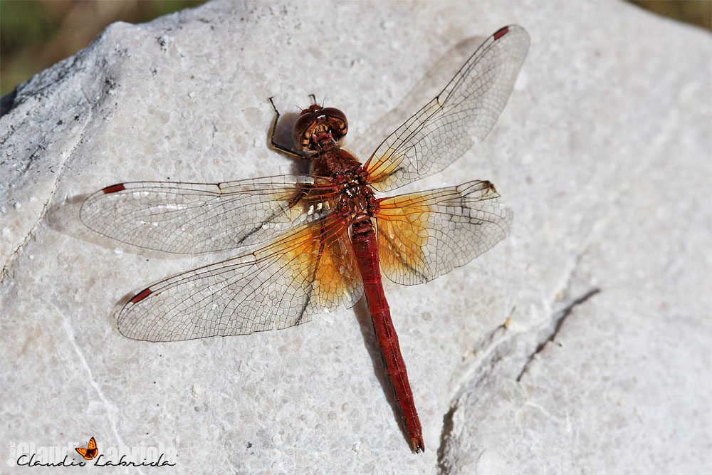 Sympetrum flaveolum