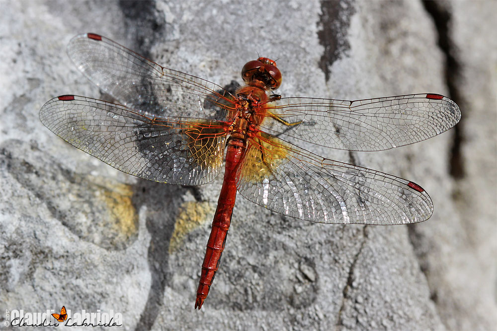 Sympetrum flaveolum