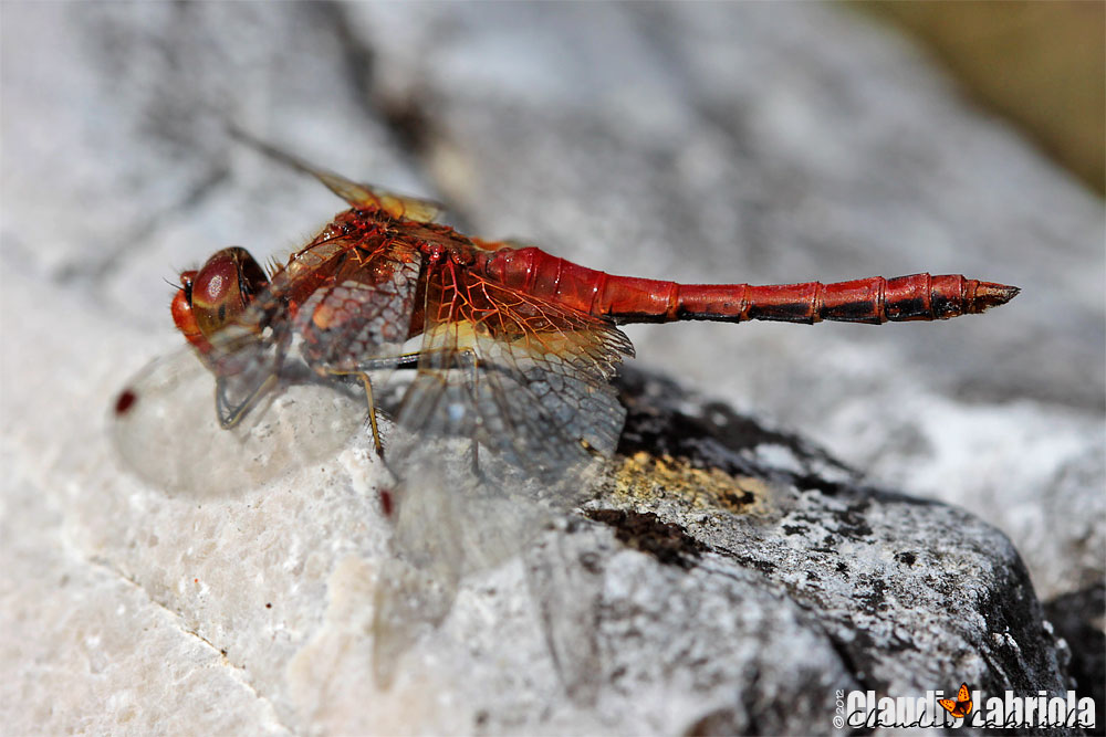 Sympetrum flaveolum